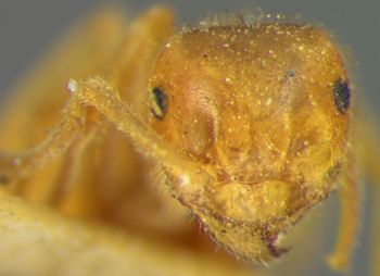 Media type: image; Entomology 21687   Aspect: head frontal view